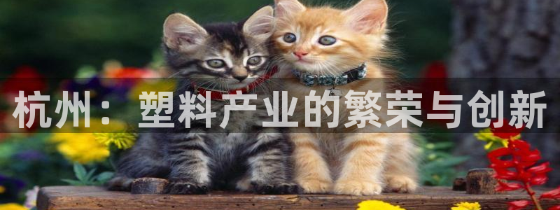 太阳集团董事长的儿子照片：杭州：塑料产业的繁荣与创新