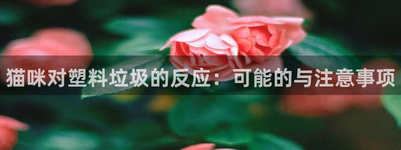 太阳成集团游戏合集：猫咪对塑料垃圾的反应：可能的与注意事项